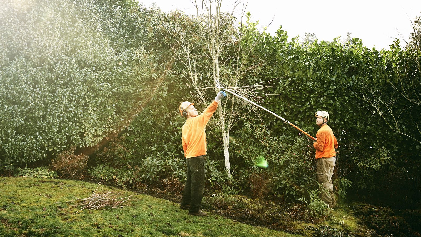 Tree & Shrub Pruning Edmonton Rümi