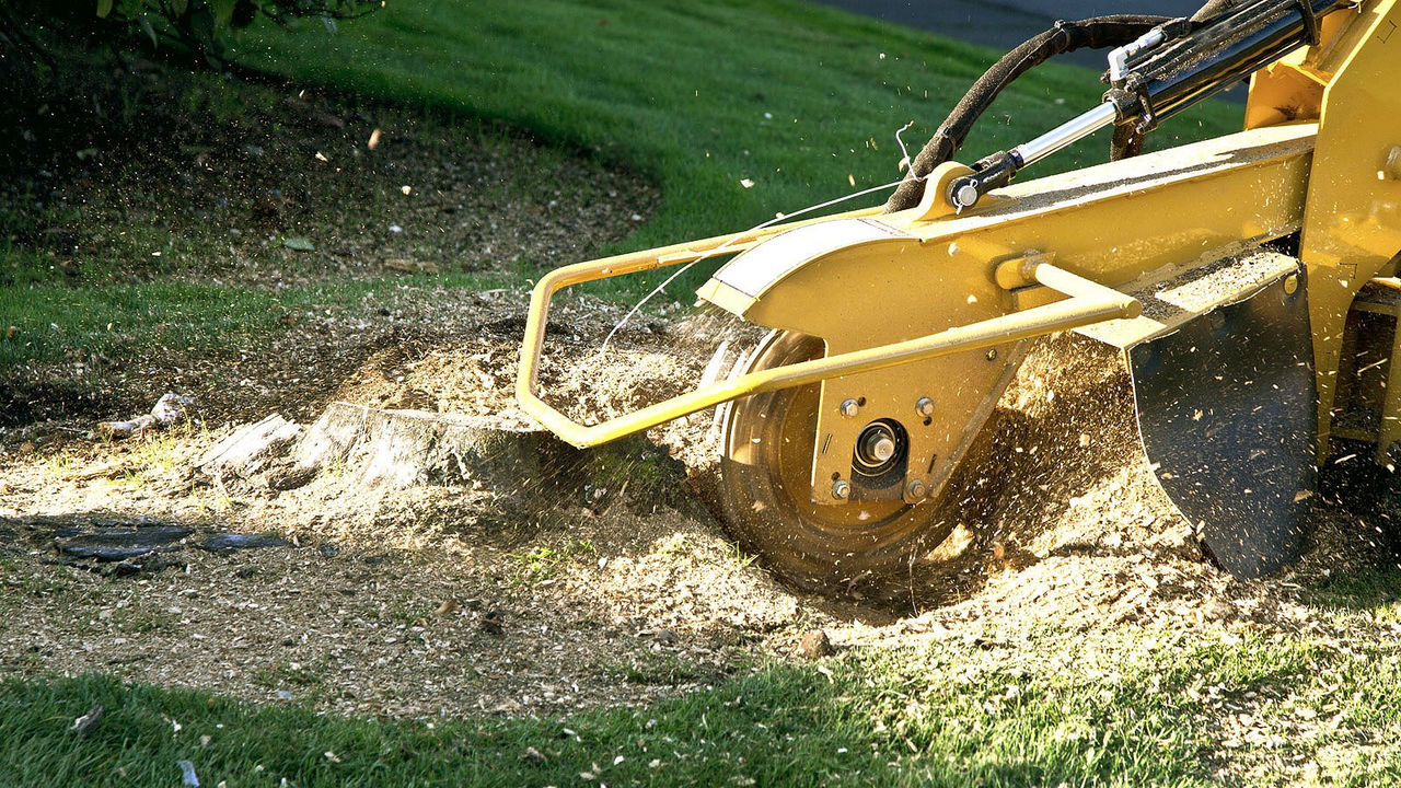 Looking for stump removal or stump grinding in Edmonton? Rümi certified arborists have specialized equipment and knowledge to operate safely.