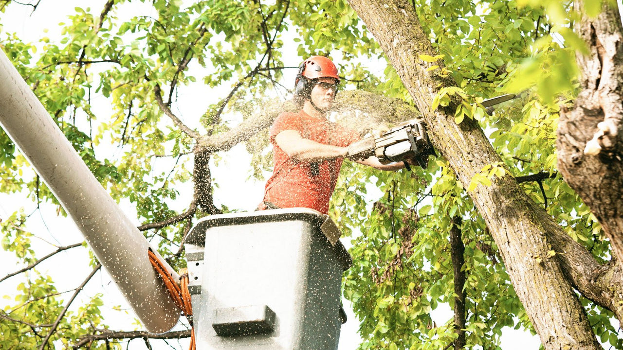 The experts at Rümi can assess tree damage and suggest a course of action for your hazardous trees. We provide tree service and tree removal in Edmonton.