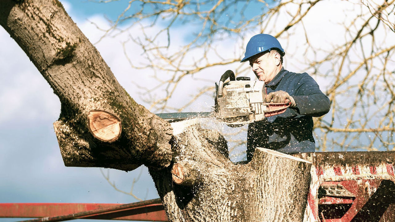 Need a tree removed or cut down? Let Rümi certified arborists help you with any tree removal or tree cutting you might require. Available in Edmonton.